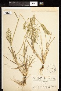 Atropis pannonica image