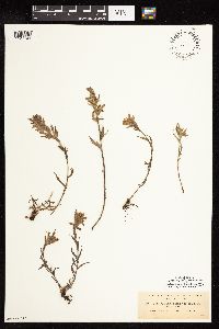 Image of Castilleja chrysantha