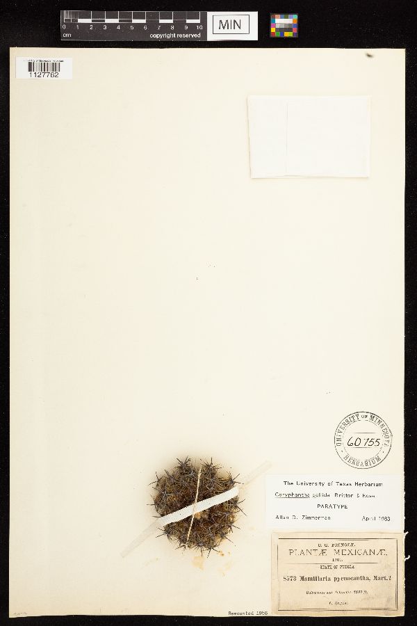 Coryphantha pallida image