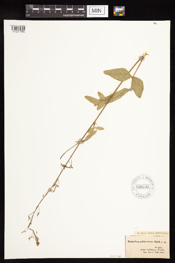Desmodium pulcherrimum image