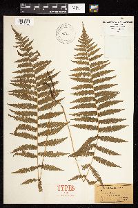 Thelypteris simulata image
