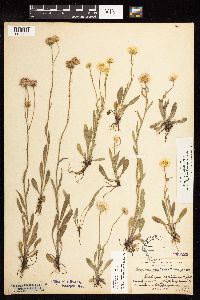 Erigeron glabellus var. glabellus image