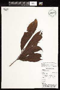 Ficus aurantiacafolia image