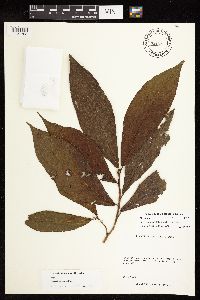Ficus aurantiacafolia image