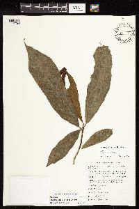 Ficus aurantiacafolia image