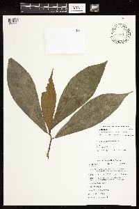 Ficus aurantiacafolia image