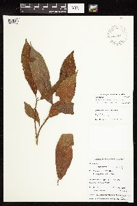 Ficus aurantiacafolia image