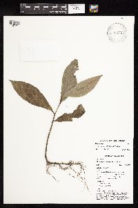 Ficus sangumae image