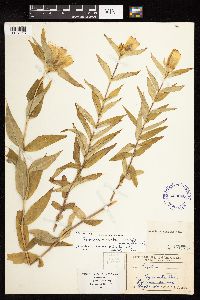 Media resource of Gentiana x curtisii