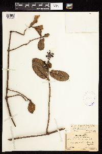 Gouldia terminalis image