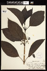 Image Associated With the Occurrence