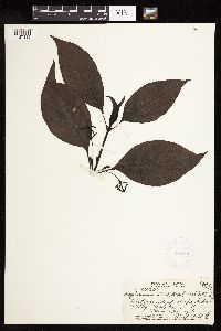 Image Associated With the Occurrence