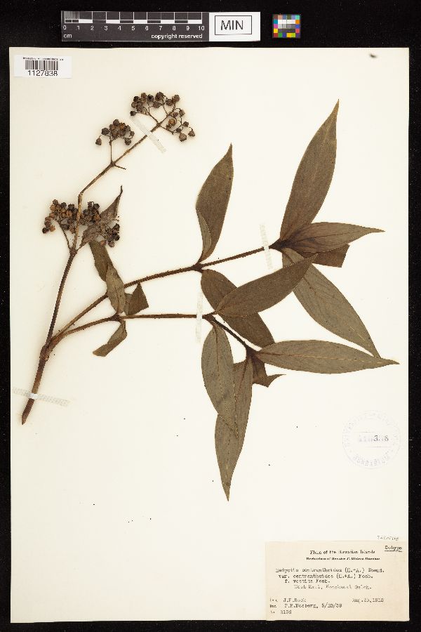 Hedyotis centranthoides image