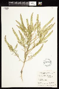 Lepidium densiflorum image