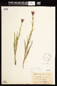 Liatris cylindracea image