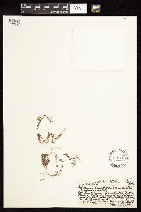 Thumbnail image of current specimen