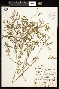 Thumbnail image of current specimen