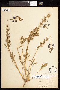 Lupinus lepidus image