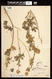 Thumbnail image of current specimen