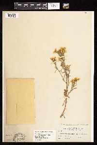 Dieteria canescens image