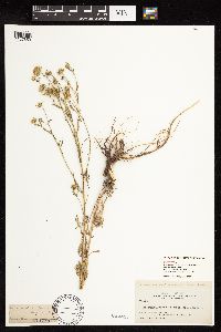 Dieteria canescens image