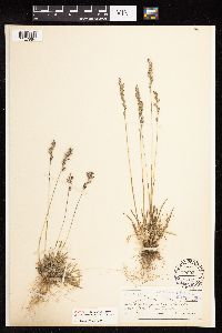 Image of Poa curtifolia