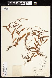 Persicaria maculosa image