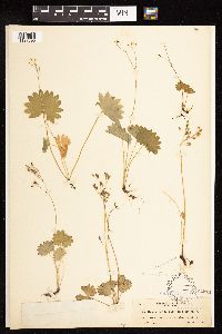 Media resource of Micranthes nelsoniana