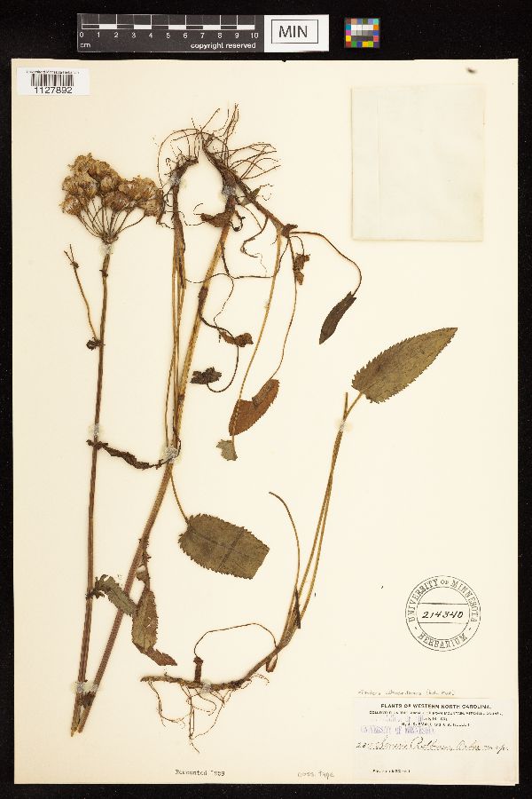 Packera schweinitziana image