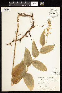 Maianthemum racemosum image