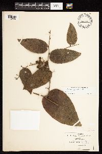 Smilax mollis image