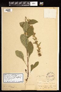 Solidago sciaphila image