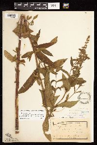 Stachys pilosa var. arenicola image