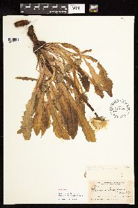 Image of Taraxacum laurentianum
