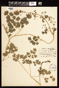 Thalictrum venulosum image