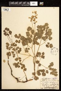 Thalictrum venulosum image