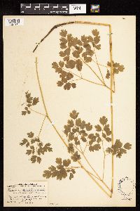 Thalictrum venulosum image