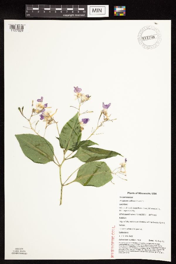 Impatiens balfourii image
