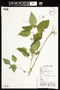 Impatiens balfourii image