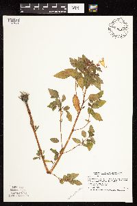 Image of Impatiens capensis