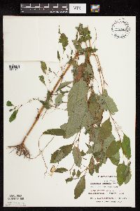 Impatiens capensis image