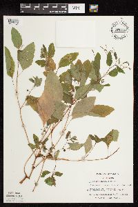 Impatiens capensis image