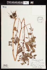 Impatiens capensis image