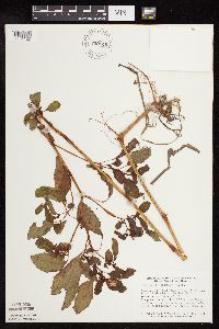 Impatiens capensis image