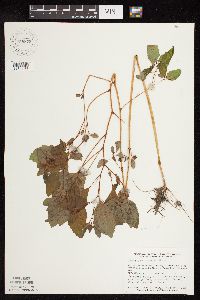 Impatiens capensis image