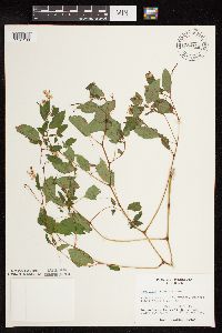 Impatiens capensis image