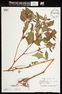 Impatiens capensis image