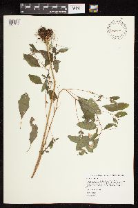 Impatiens capensis image