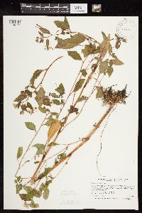 Impatiens capensis image