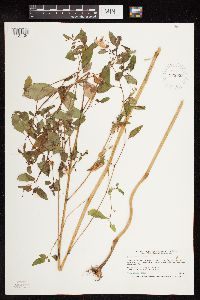 Impatiens capensis image